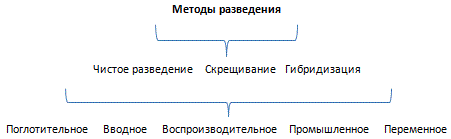 Чистопородное разведение, разведение по линиям и понятие о современных селекционных программах