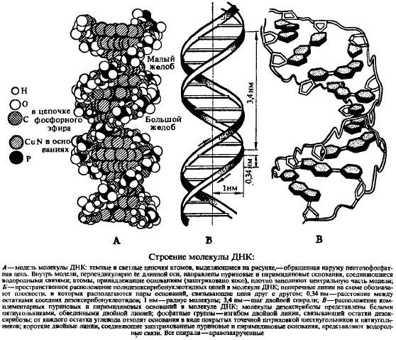 Строение молекулы ДНК
