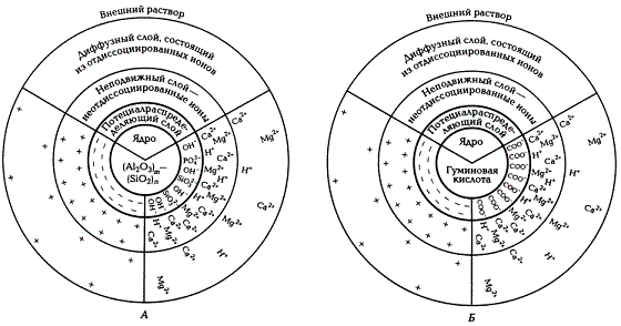 Строение почвенно-поглощающего комплекса (по Н.И. Горбунову, 1974)