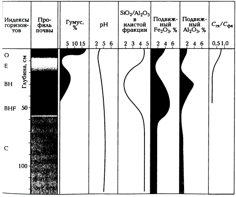 Профиль подзола иллювиально-гумусового (по А.Н. Геннадиеву и М.А. Глазовской, 2005)