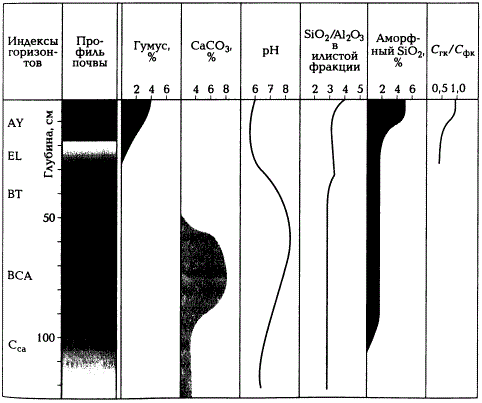 Химический профиль солоди (по А.Н. Геннадиеву и М.А. Глазовской, 2005)