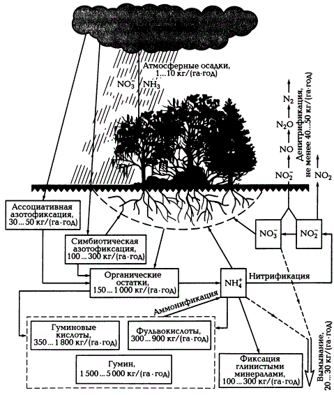 Круговорот азота в природе (по Д. С. Орлову и др., 2005)