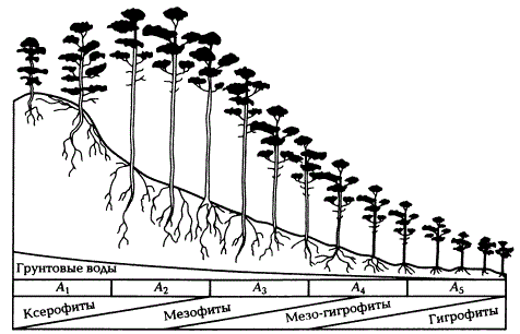 Боровой экологический ряд сосняков на склоне дюны от сухого бора А1 на ее вершине до сосны по болоту А5 у ее подножия (по Н.П. Ремезову, П.С. Погребняк, 1965)