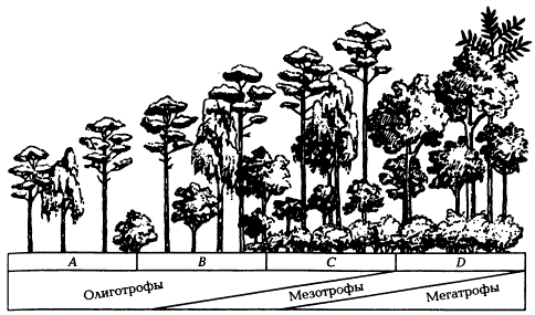 Зависимость состава и производительности коренных насаждений от гранулометрического состава почвы в лесостепной зоне (по Н.П. Ремезову, П.С. Погребняк, 1965): А — боры; В — простые субори; С — сложные субори; D — дубравы. Слева направо нарастает глинистость почв
