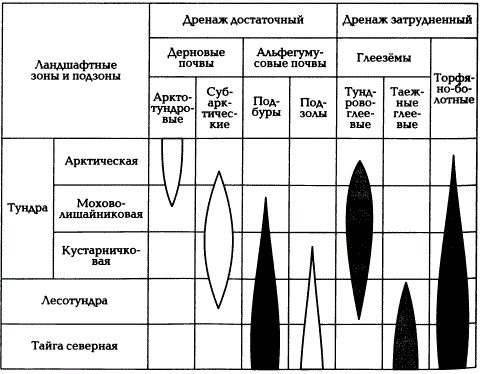 Распределение типов почв в зонах тундры и лесотундры (по Н.А. Геннадиеву и М.А. Глазовской, 2005)