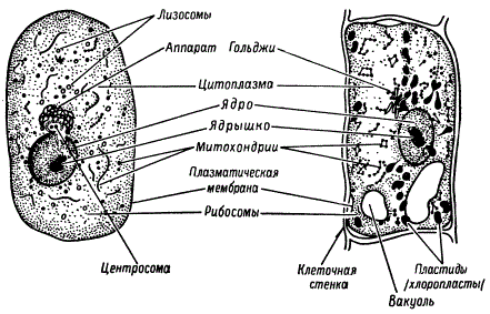 Строение животной (слева) и растительной (справа) клеток