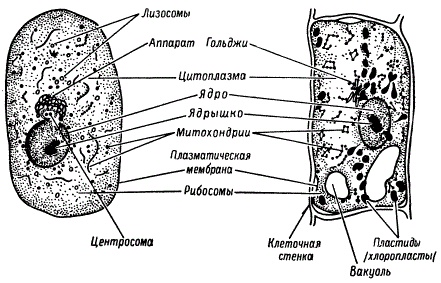 Строение Животной Клетки Фото