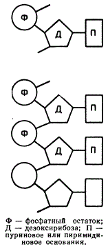 Строение отдельного нуклеотида (вверху) и фрагмента одиночной цепи ДНК