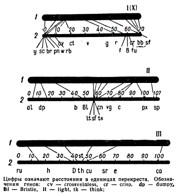 Сравнение относительных размеров соответствующих участков на цитологических (1) и генетических (2) картах хромосом (I, II, III) Drosophila.