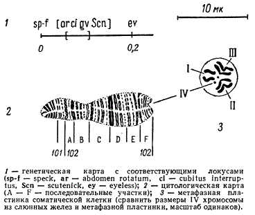 Цитологическая и генетическая карты IV хромосомы клеток слюнных желез Drosophila