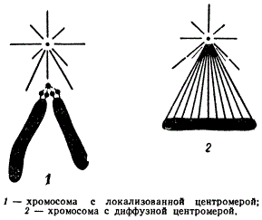 Схема строения центромер