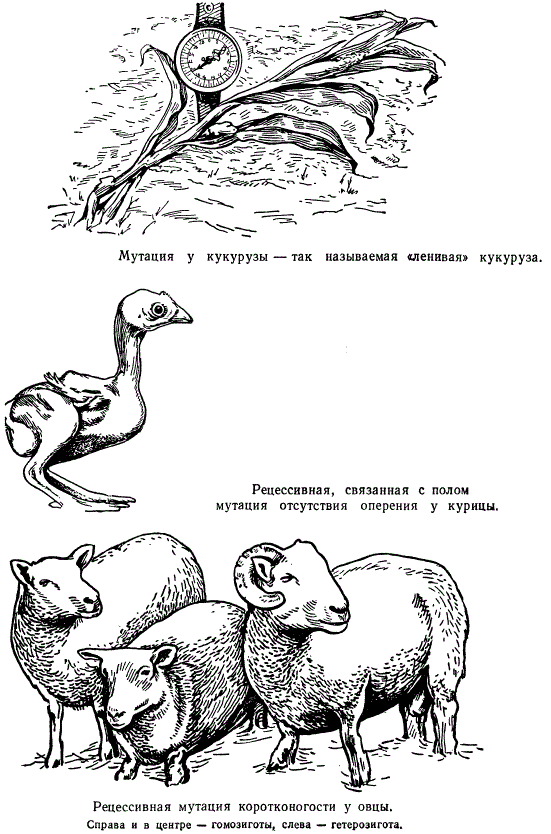 Морфологические мутанты кур, овец, кукурузы