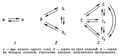 Схема возникновения серии множественных аллелей