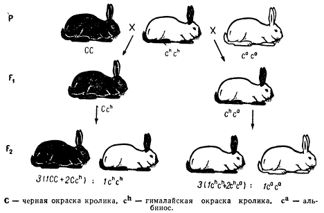 Схема наследования серии множественных аллелей