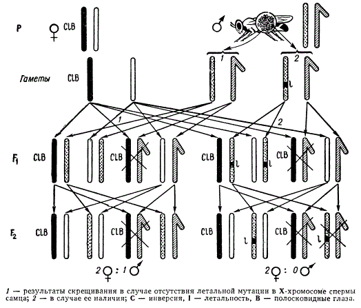 Метод обнаружения рецессивных сцепленных с полом летальных мутаций у дрозофилы