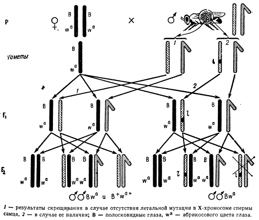 Метод обнаружения рецессивных сцепленных с полом летальных мутаций у дрозофилы (метод М-5)