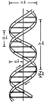Схема двуспиральной структуры ДНК (модель Уотсона-Крика)