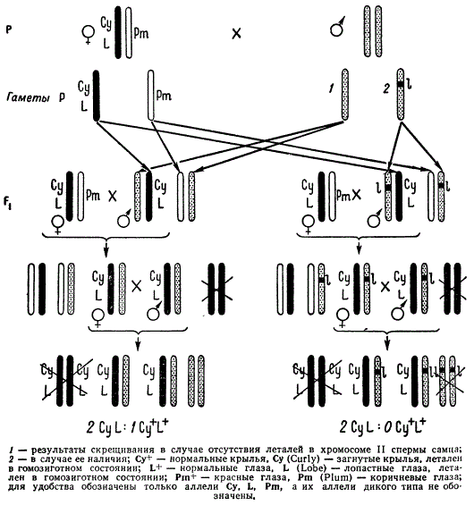 Метод обнаружения летальных мутаций в аутосомах дрозофилы (метод сбалансированных леталей CyL/Pm)