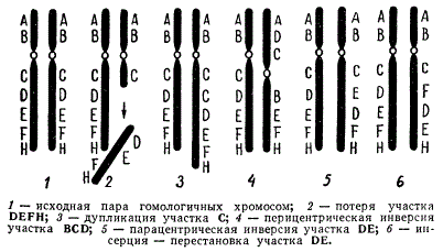 Типы внутрихромосомных перестроек