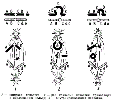 Типы нехваток хромосом