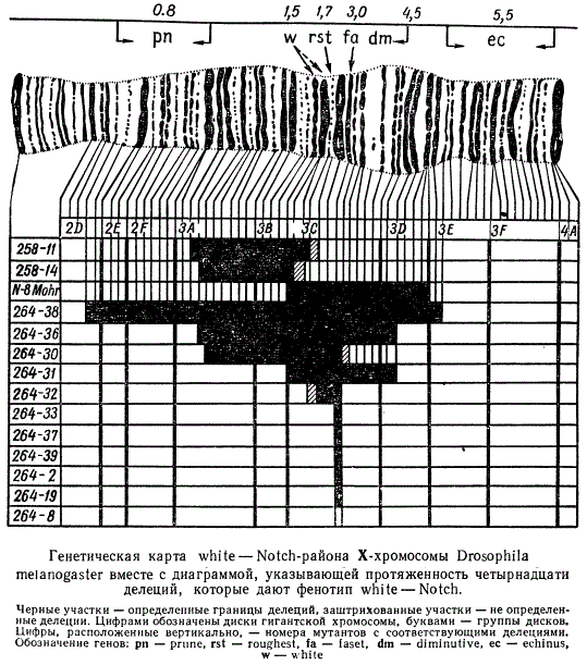 Генетическая карта white—Notch Х-хромосомы дрозофилы