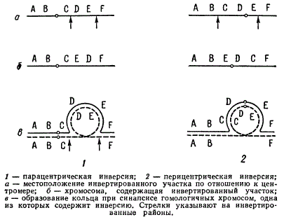 Типы генных инверсий