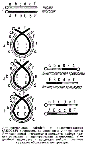 Синапсис и перекрест в случае гетерозиотной инверсии в телоцентрической хромосоме и продукты мейоза
