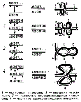 Возможные типы инверсий