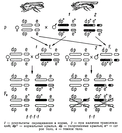 Схема генетического анализа транслокаций