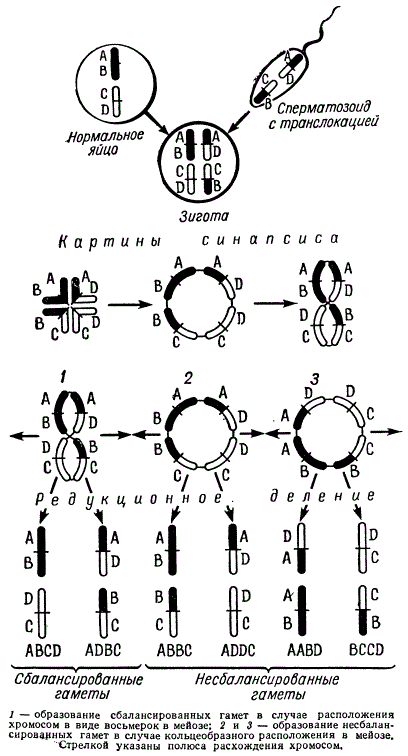 Картины синапсиса и продукты мейоза при гетерозиготных транслокациях