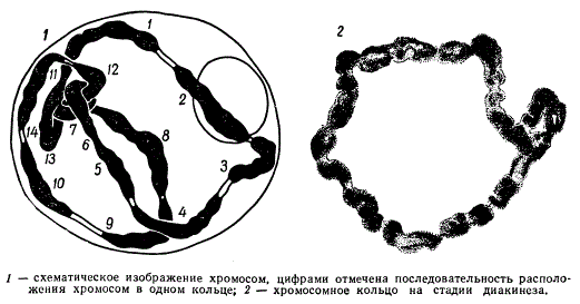 Клеточное ядро Oenothera на стадии диакинеза