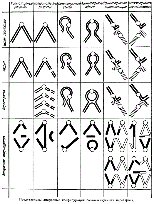 Схема хроматидных разрывов и различного типа обменов