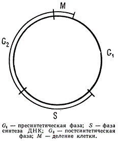 Соотношение цикла синтеза ДНК и клеточного деления