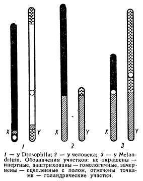 Сравнительное распределение генетически активных и инертных участков X- и Y- хромосом