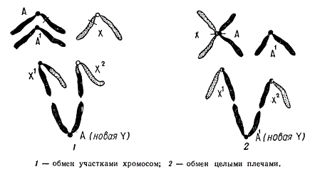 Схема образования гетероморфных хромосом у гетерогаметного пола (X0) в результате транслокации между X- хромосомой и аутосомой