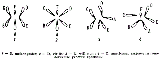 Гаплоидные наборы хромосом некоторых видов дрозофилы