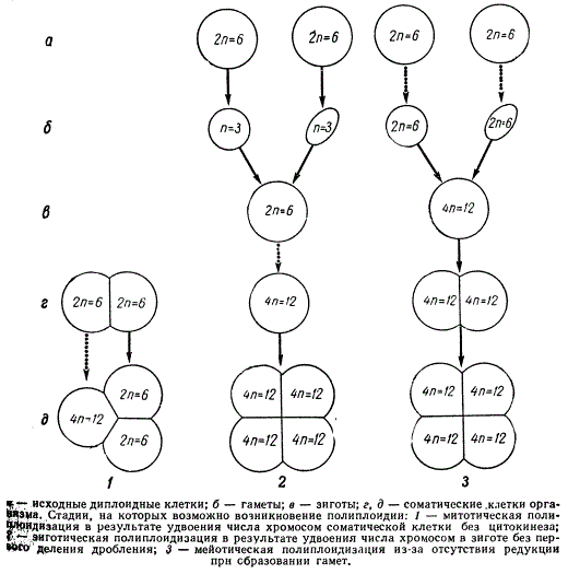 Схема митотической, зиготической и мейотической полиплоидизации