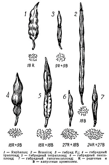 Плоды и хромосомные наборы рафанобрассики и их гибридов