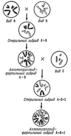 Схема получения сложных фертильных аллополиплоидов