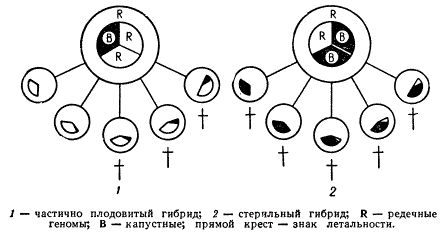 Влияние совместимости цитоплазмы Raphanus и геномов Raphanus и Brassica на фертильность аллотриплоида Raphanobrassica