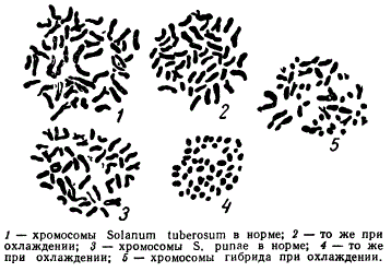 Поведение хромосом исходных видов в клетках гибрида Solanum tuberosum и S. punae