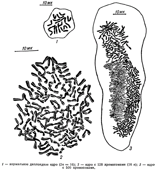 Полиплоидизация клеток корешка Allium под действием колхицина