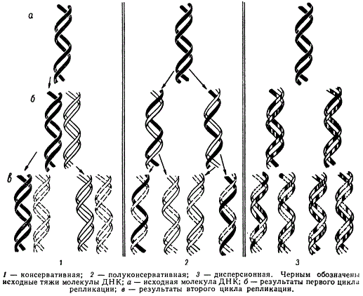 Возможные типы репликации (удвоения) ДНК