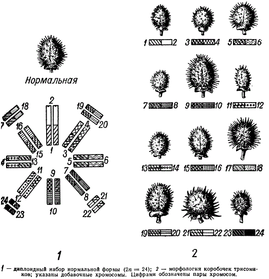 Семенные коробочки у различных типов трисомиков Datura stramonium