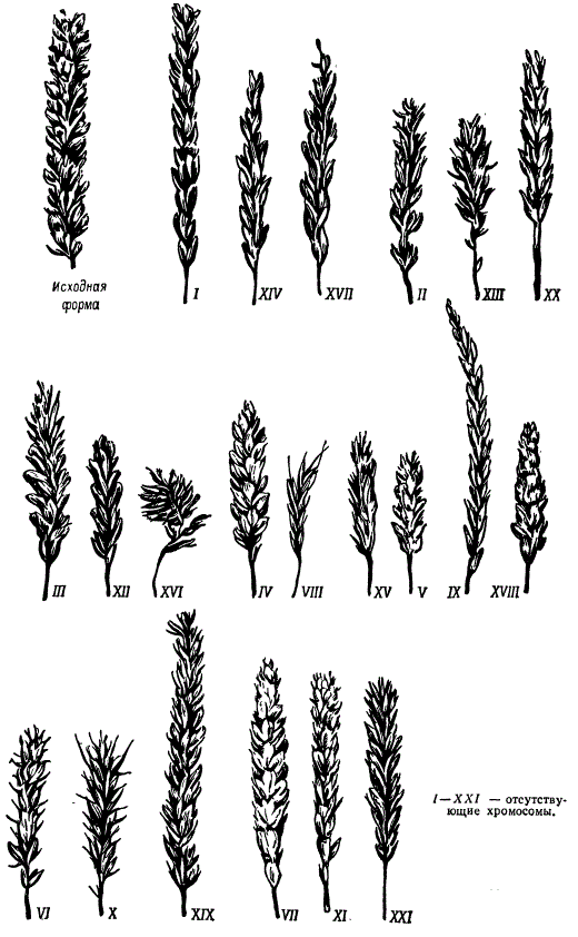 Колосья 21 нуллисомика пшеницы Triticum aestivum сорта Chinese Spring. Изменения вызваны отсутствием одной пары гомологичных хромосом