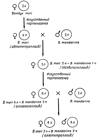 Схема получения аллотетраплоида у Bombyx