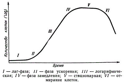 Фазы размножения микроорганизмов