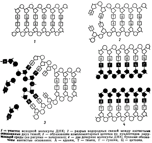 Схема, иллюстрирующая полуконсервативный механизм удвоения молекул ДНК