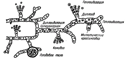 Парасексуальный цикл Aspergillus — образование гетерокариона, т. е. мицелия с гаплоидными ядрами разных генотипов