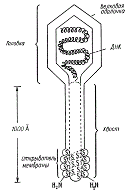 Схема строения бактериофага